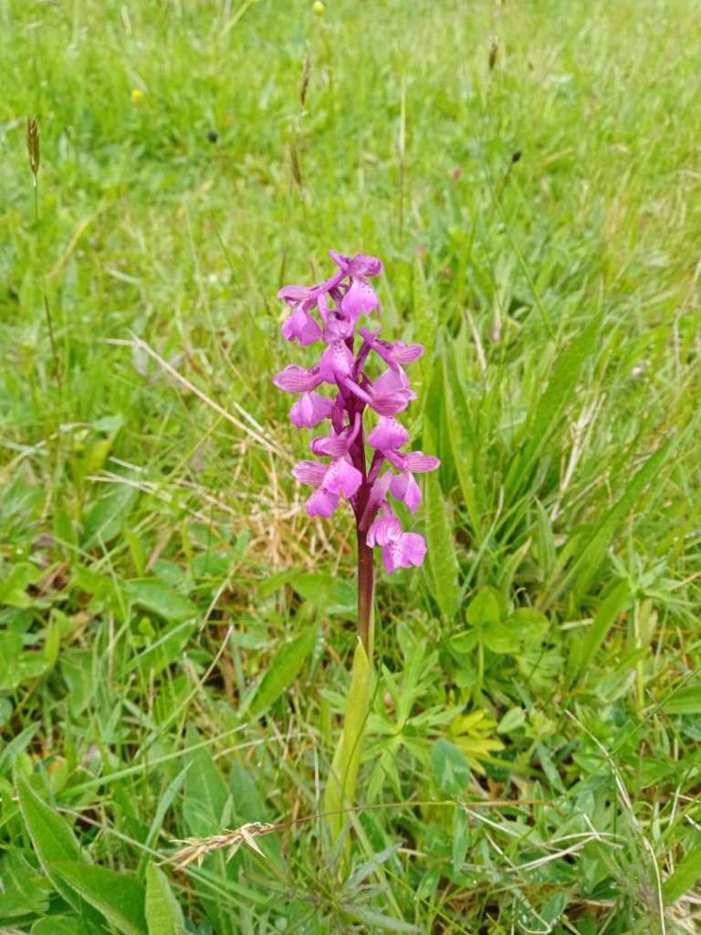 A beautiful purple orchid found on the Common at Monkwood Green